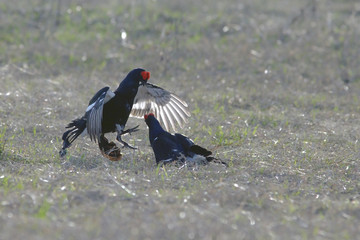 early morning black grouse on a Lek