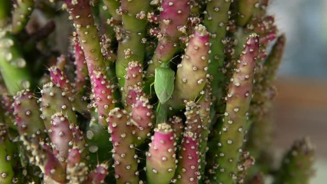 cimice verde (Nezara viridula)