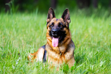 german shepherd dog in the grass
