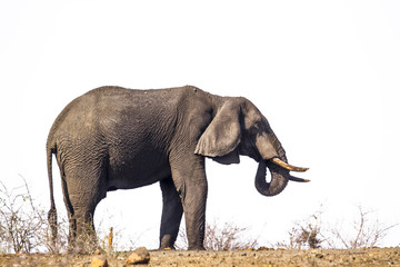 African bush elephant isolated in white background