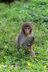Little rhesus macaque sitting in grass holding yellow flower in paws