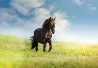 Fototapeta premium Black horse runs on a green field on clouds background