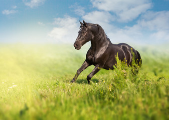 Black horse runs on a green field on clouds background