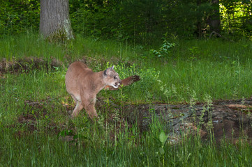 Naklejka na ściany i meble Adult Female Cougar (Puma concolor) Turns Right