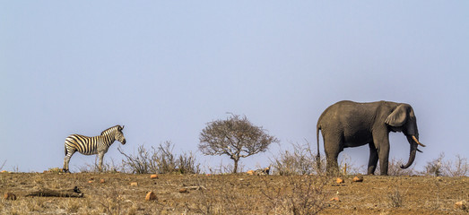Plains zebra and African bush elephant in Kruger National park, South Africa