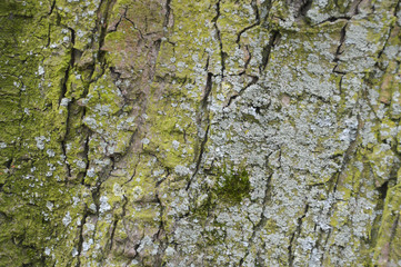 Moss Grown On A Tree