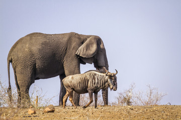 African bush elephant and Blue wildebeest in Kruger National park, South Africa