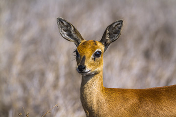 Common duiker in Kruger National park, South Africa