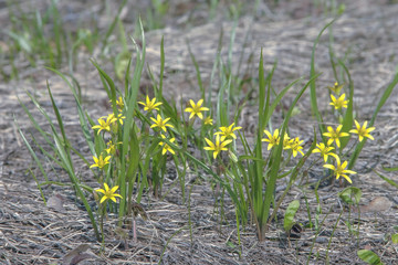 beautiful spring flowers in the forest