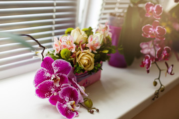 pink orchids in a vase on a windowsill in soft focus