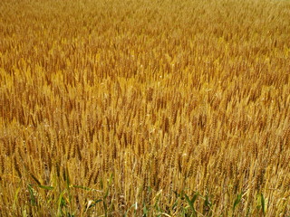 黄金色の小麦畑 横