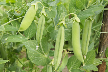 Pods of green peas on a branch. Natural organic vegetables grow in the garden