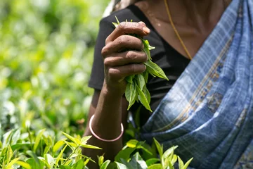 Foto op Aluminium Asian tea picker holding in her hands freshly picked green tea leaves © Maciej Matlak