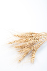 Wheat ears on white background.