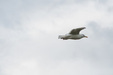 Möwe gleitet am Himmel