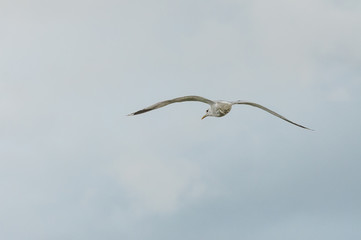 fliegende Möwe