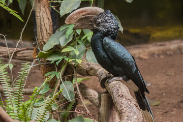 Close up of a Trumpeter Hornbill, Bycanistes bucinator © Xiaoma