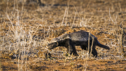 Honey badger in Kruger National park, South Africa