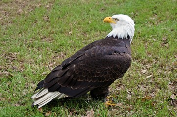 Weißkopfseeadler (Haliaeetus leucocephalus)