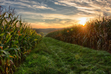 Sonnenuntergang über einem Maisfeld