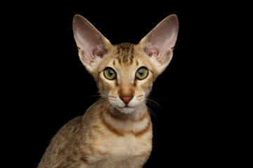 Portrait of Ginger Peterbald Kitten with Curious face, on isolated black background, front view