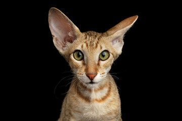 Portrait of Ginger Peterbald Kitten with Curious face and ears, on isolated black background, front view