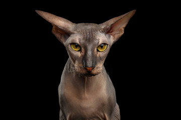 Portrait of Angry Peterbald naked Cat Gazing in camera with Yellow eyes and wide ears on isolated black background, Front view