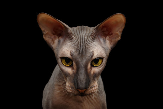 Portrait of Peterbald naked Cat Gazing in camera with magic Yellow eyes on isolated black background, Front view