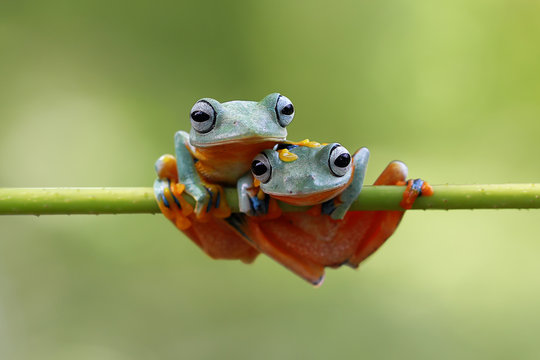 Tree frog, Rhacophorus reinwardtii