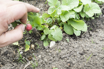 close up of hand harvesting a red radish