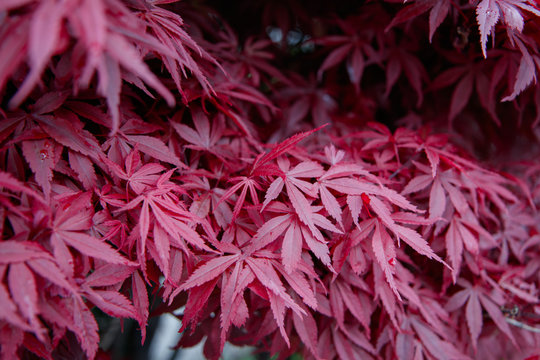 Japanice maple with red leaves ,acer palmatum