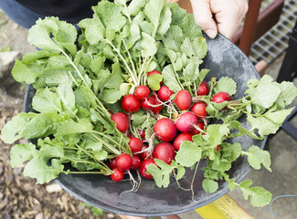 fresh red radishes in bowl.