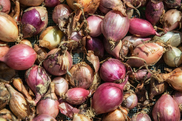 Close up of drying colorful home-grown onions (Allium cepa) on net dryer background. Heap of natural dried variety colors onions. Closeup yellow and red onion mix in market. Agricultural background