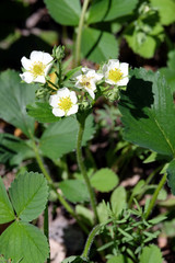 Blossoming strawberry bush with white flowers on a green patch in a garden in summer sunny day