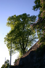 Am Felsen
