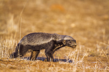 Honey badger in Kruger National park, South Africa