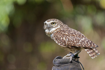 burrowing owl (Athene cunicularia)