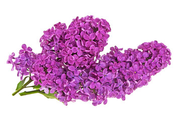 Spring flower, twigs purple lilac on a white background
