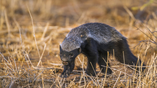 Honey badger in Kruger National park, South Africa