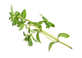 Thyme sprig isolated on a white background