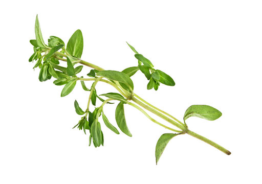 Thyme sprig isolated on a white background