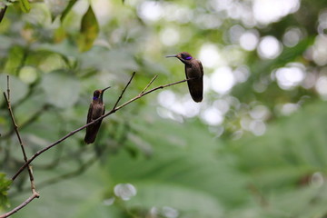 Cute hummingbird couple looking at each other
