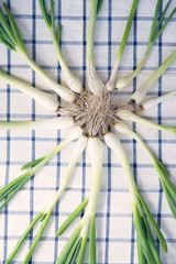 Young green  spring onions on the tablecloth with roots. Fresh garden green scallions. Creative food background. - 155974980