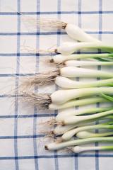 Young green  spring onions on the tablecloth with roots. Fresh garden green scallions. Creative food background. - 155975168