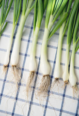 Young green onions on the tablecloth with roots. Fresh garden green scallions. - 155975542