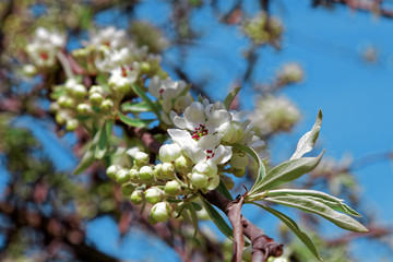 Pear flowers blossom in spring garden. Tinted photo.