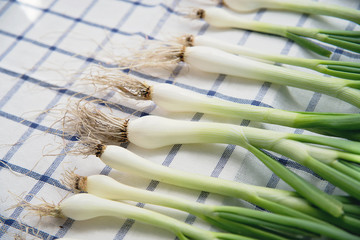 Young green onions on the tablecloth with roots. Fresh garden green scallions. - 155975764
