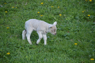 Cute White Lamb
