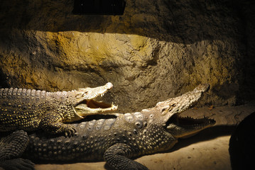 Two Nile crocodiles (Crocodylus niloticus) lie together with open mouths. 