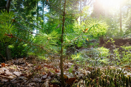 Verj&uuml;ngung im Wald, zarter Fichtens&auml;mling im Gegenlicht der Sonne, Froschperspektive